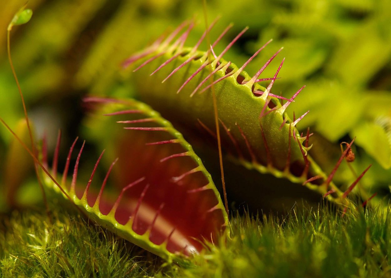 Венерина мухоловка b52