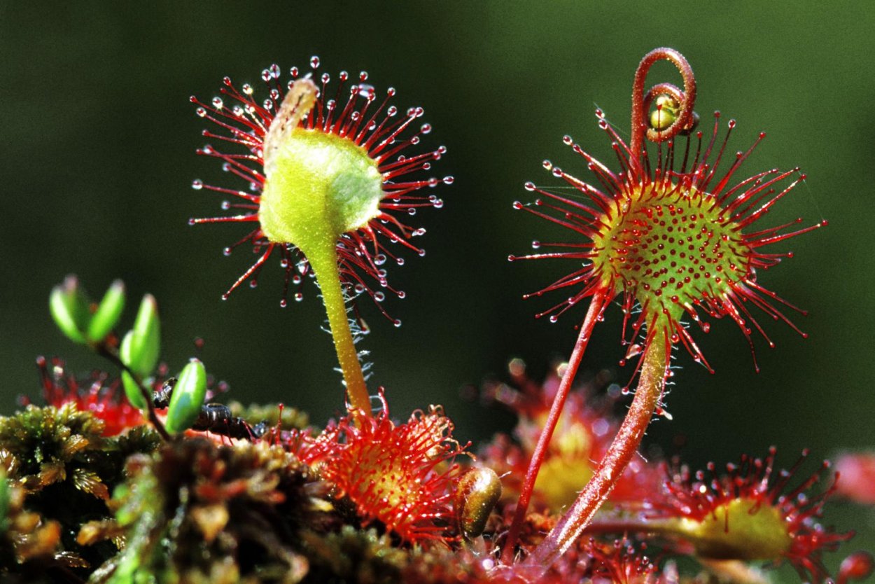 Метаморфоз росянка круглолистная