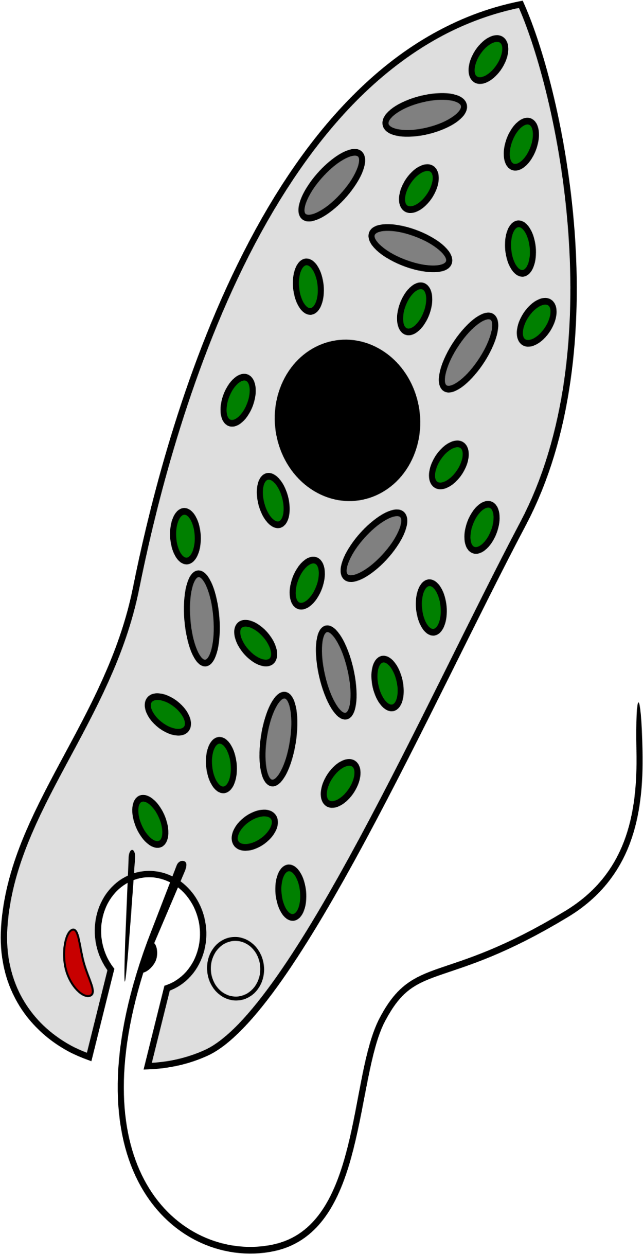Строение амебы эвглены зеленой и инфузории туфельки