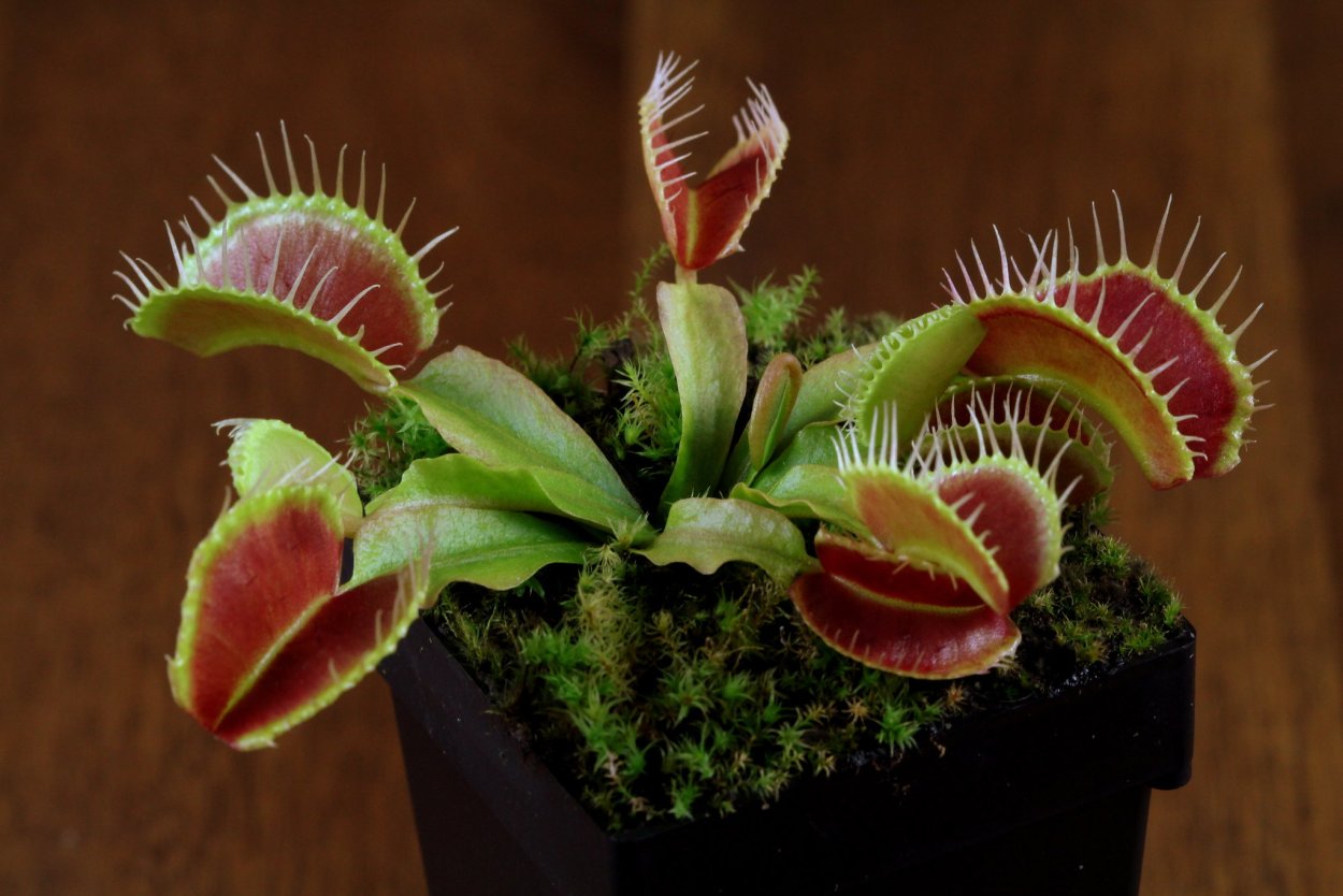 Венерина мухоловка