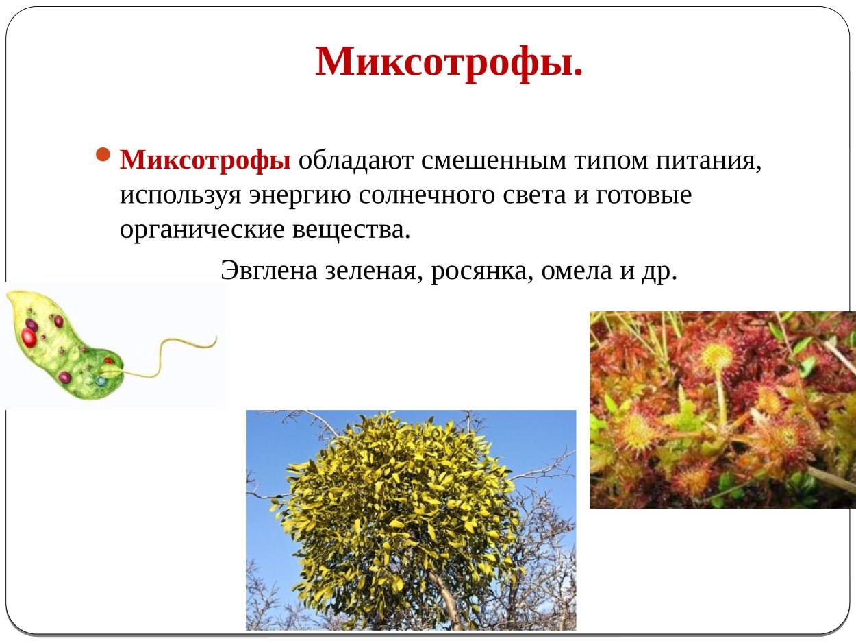 Росянка миксотроф