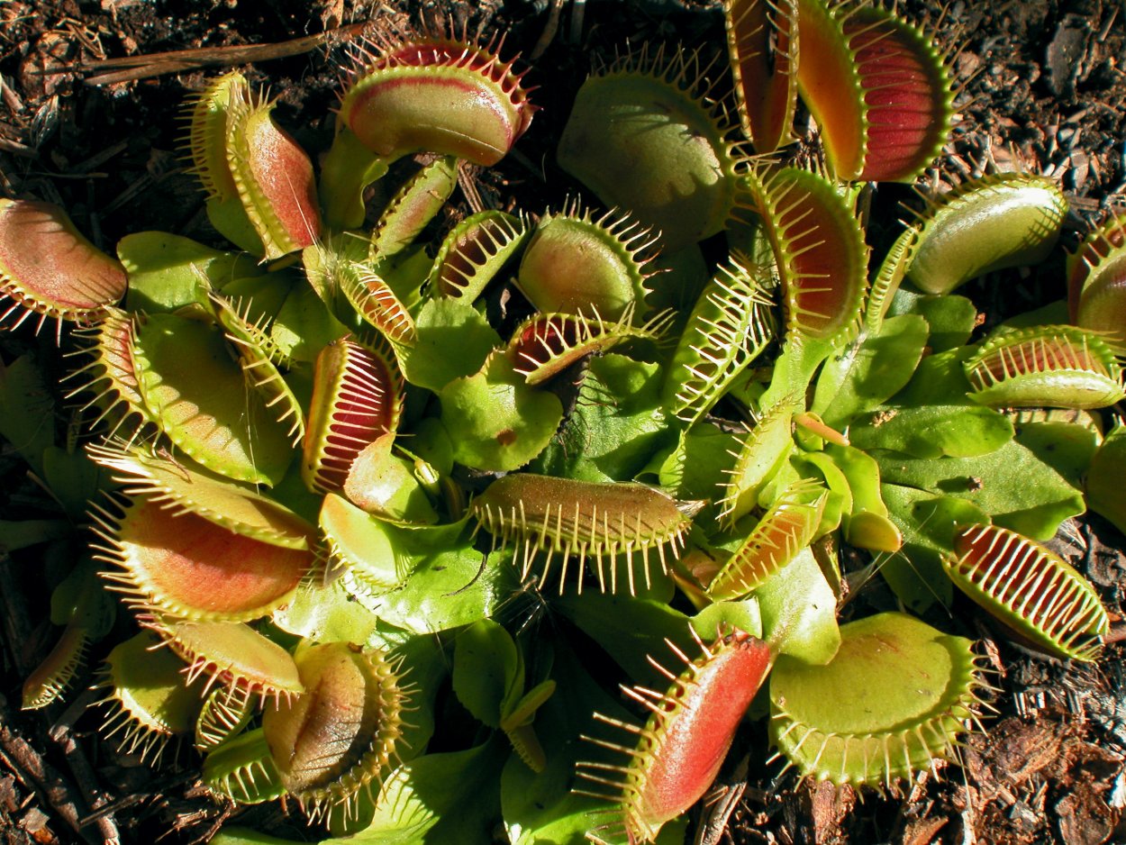 Венерина мухоловка