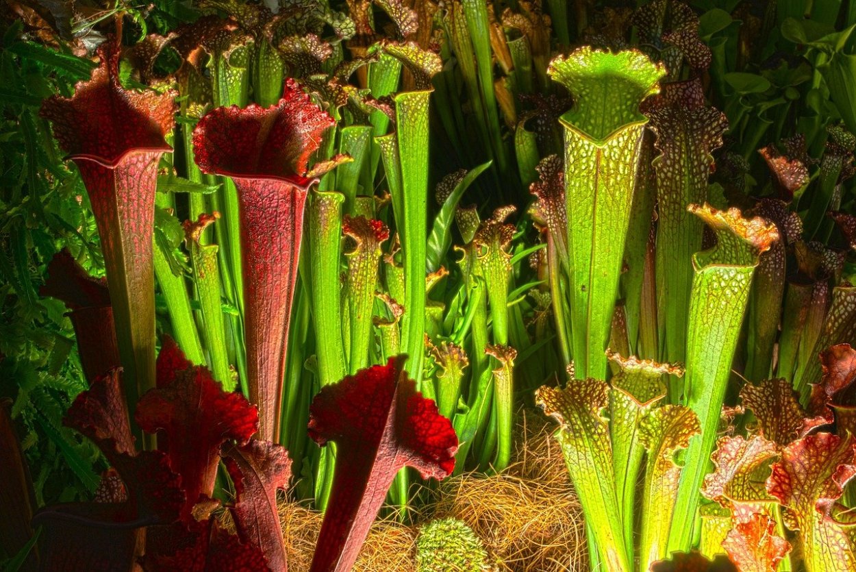 Carnivorous Plants