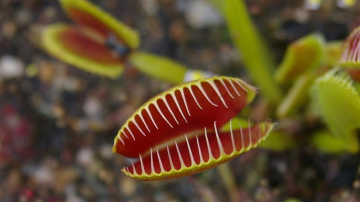 Венерина мухоловка схлопнувшаяся