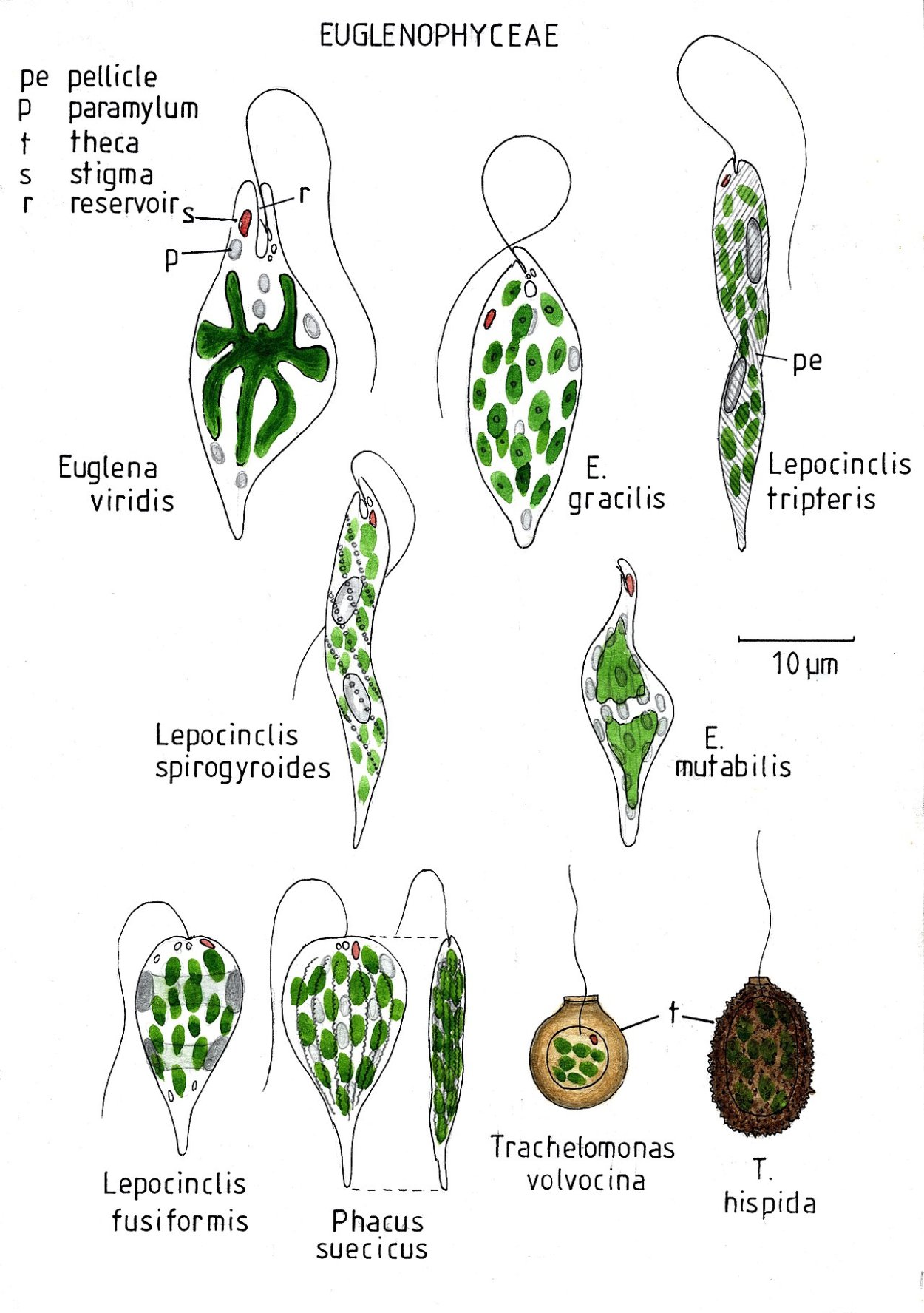 Зарисовать строение тела видов отдела зеленые водоросли