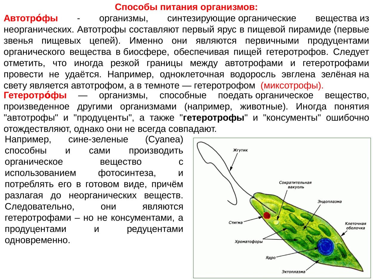 Эвгленовые водоросли