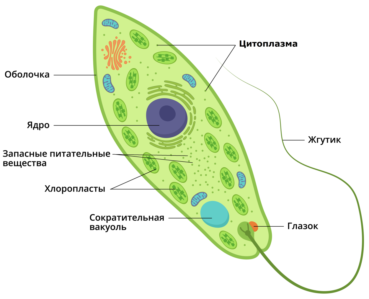 Миксотрофы