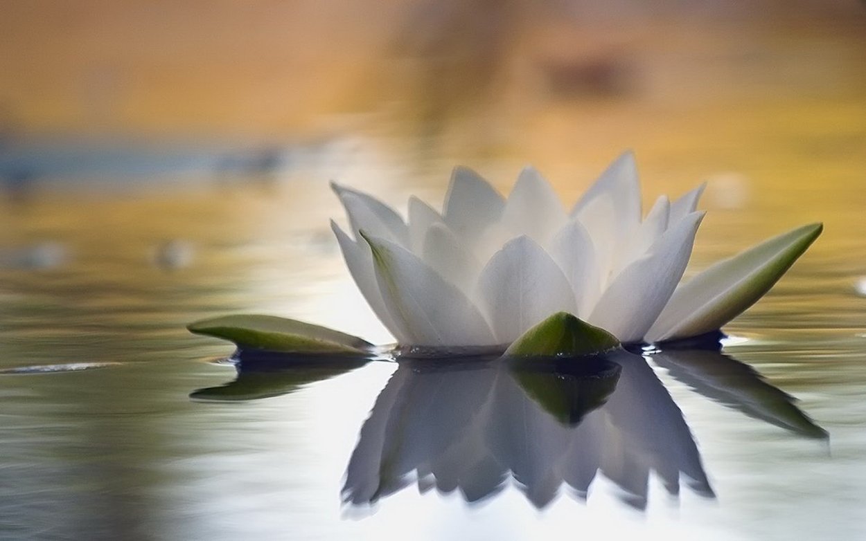 Лотос медитация