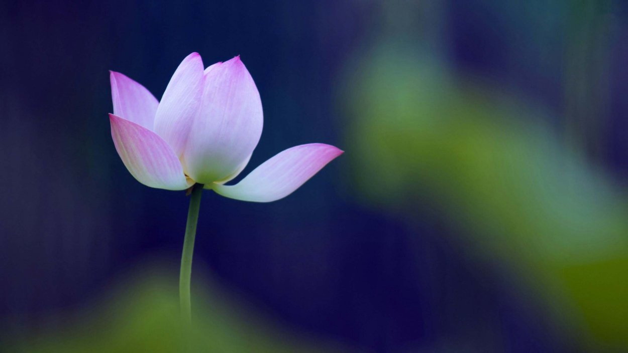 Китайские кувшинки