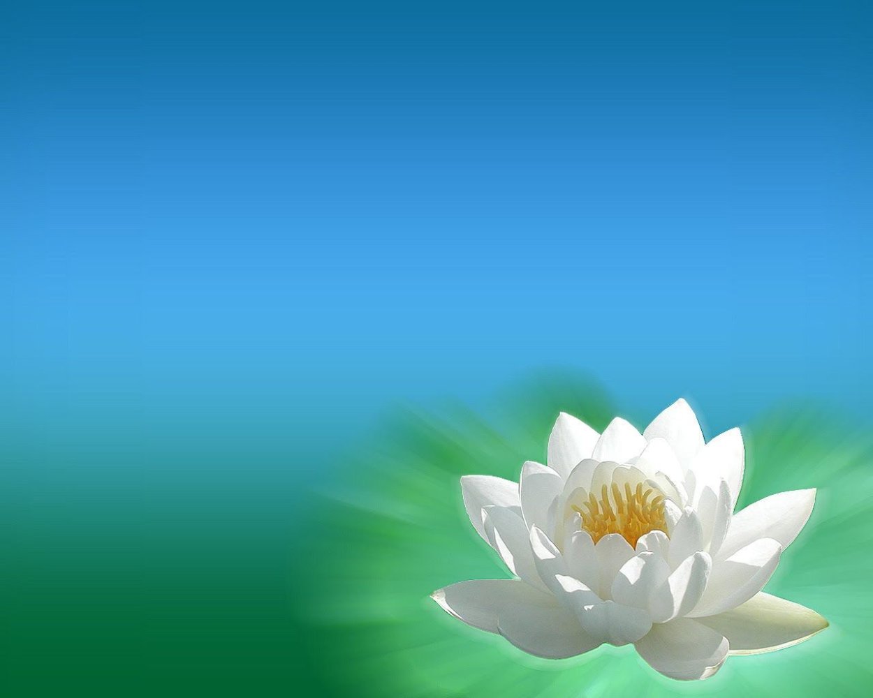 Лотос голубой на воде