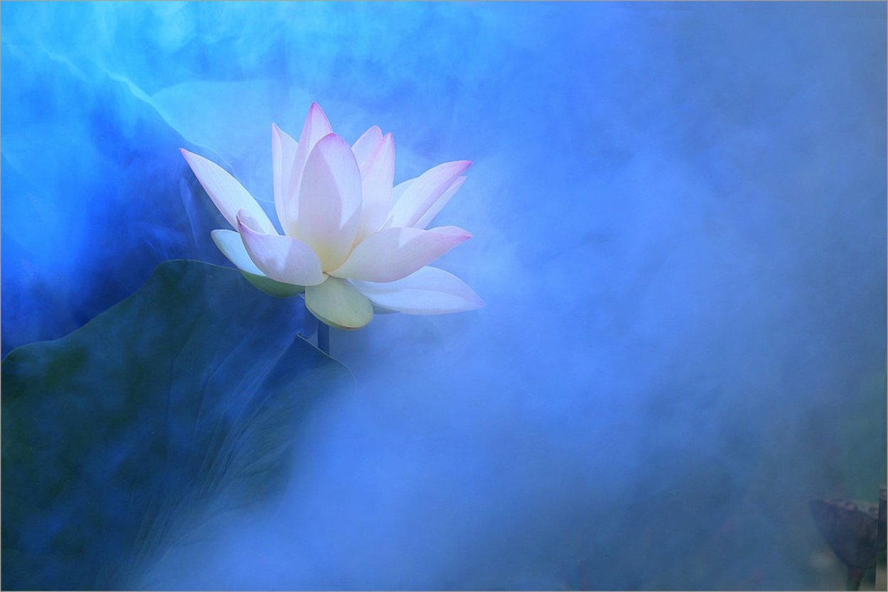 Цветы на воде