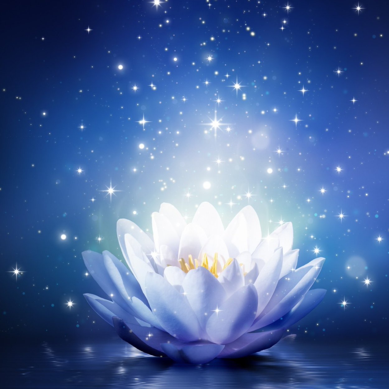 Белый Лотус