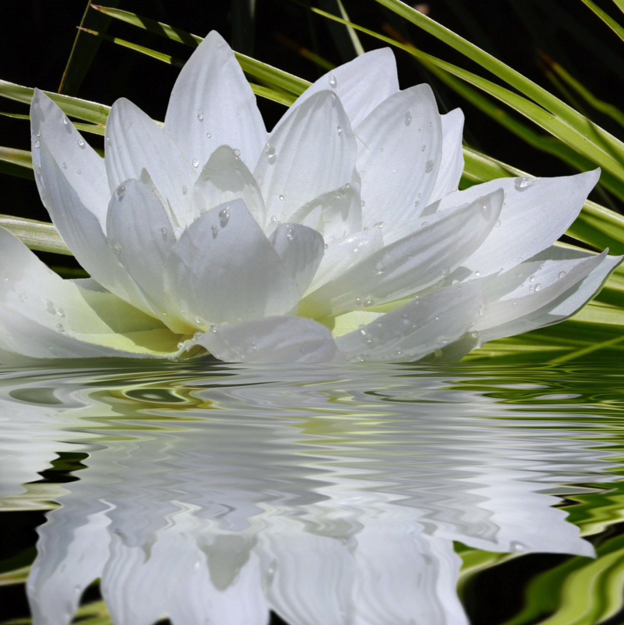 Белый Лотос цветок