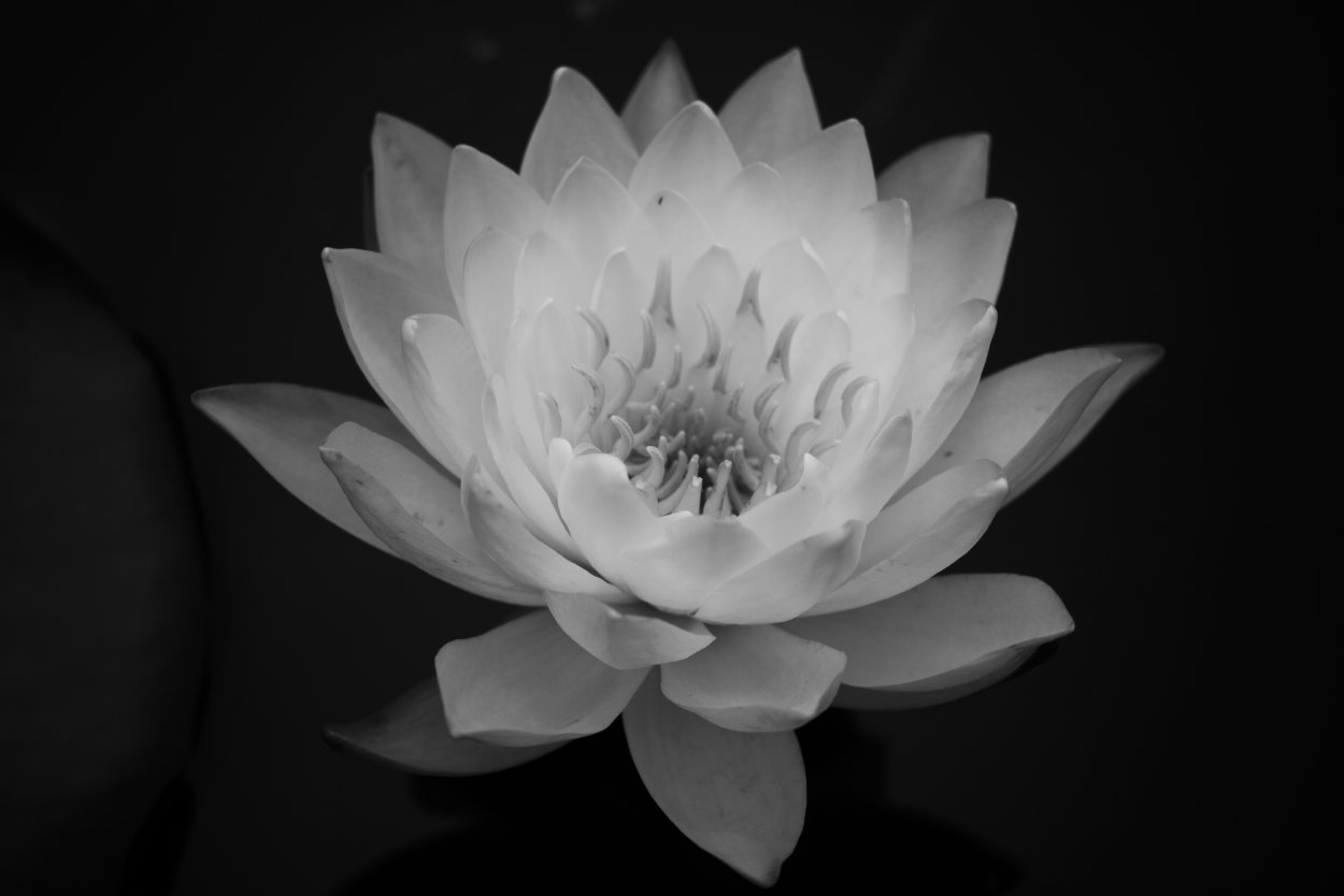 Белый Лотос (White Lotus)