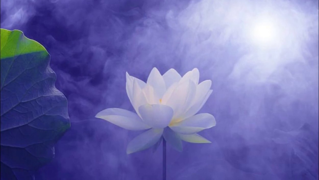 Логотип цветок