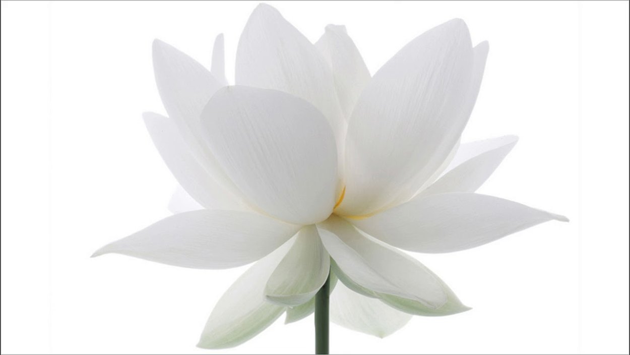 Цветок символ чистоты