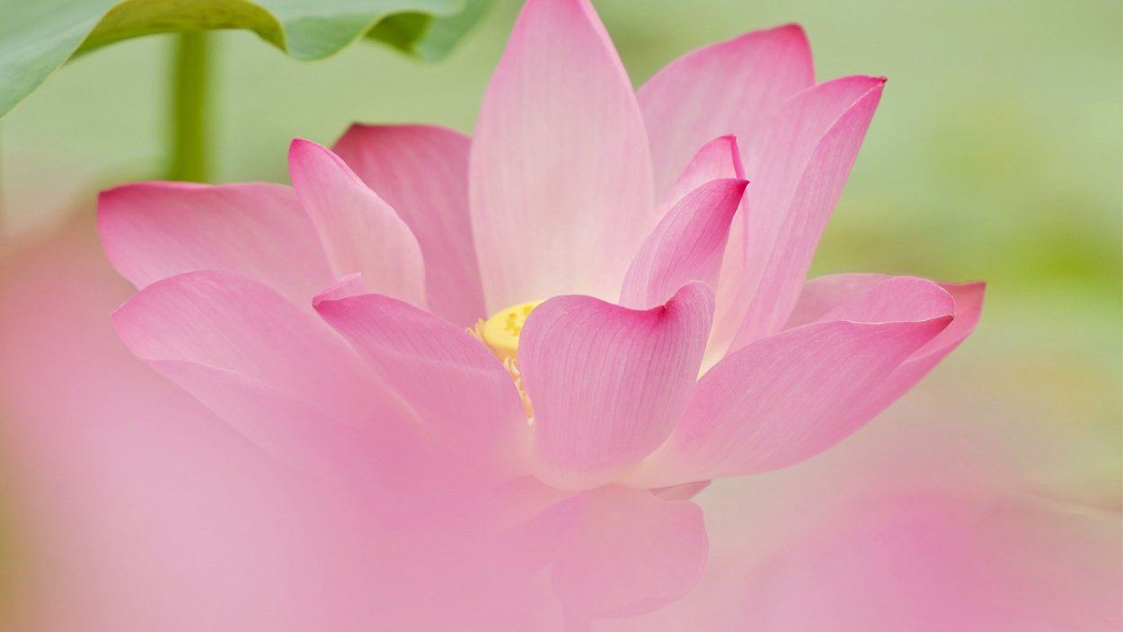 Зеленый Лотус