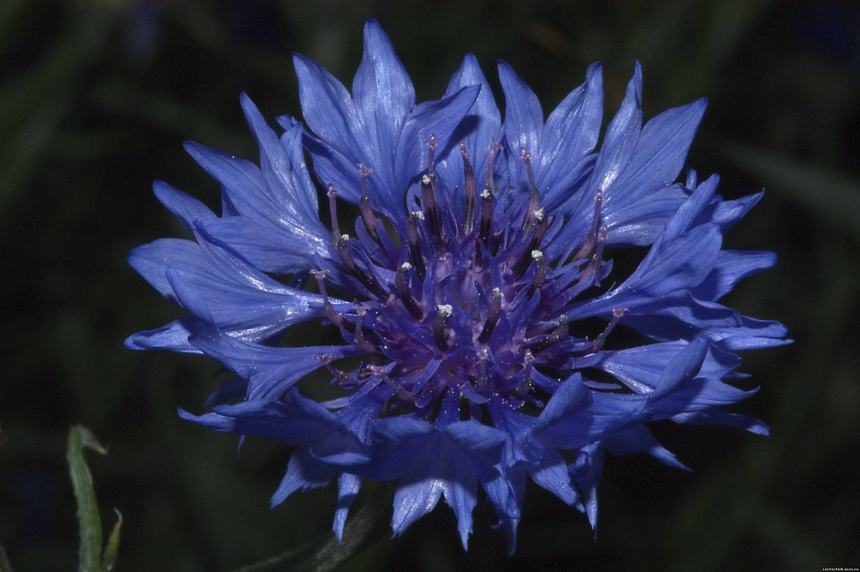 Синие полевые цветы