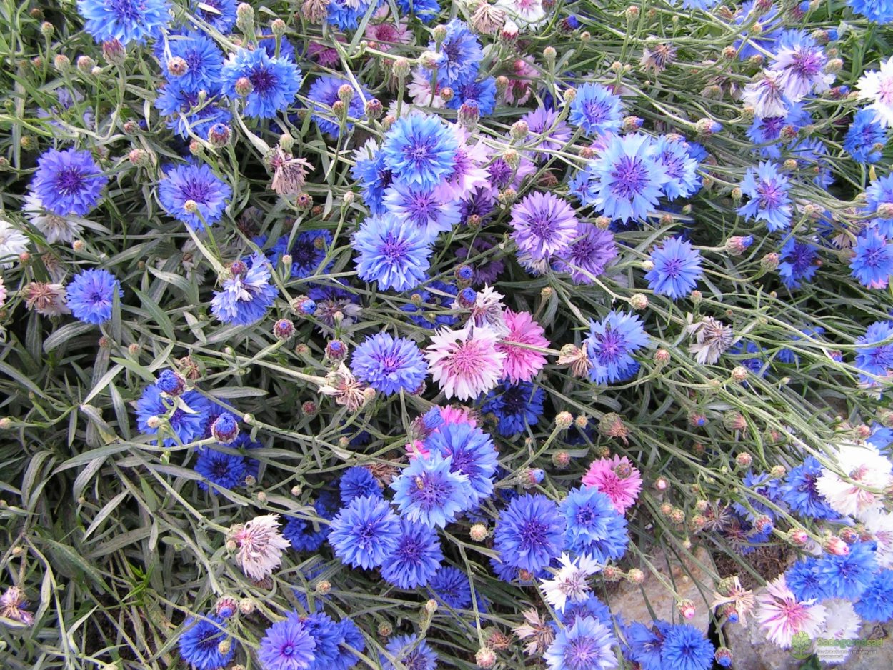 Васильки в корзине