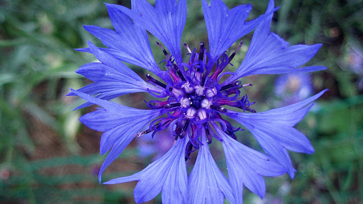 Василек горный grandiflora