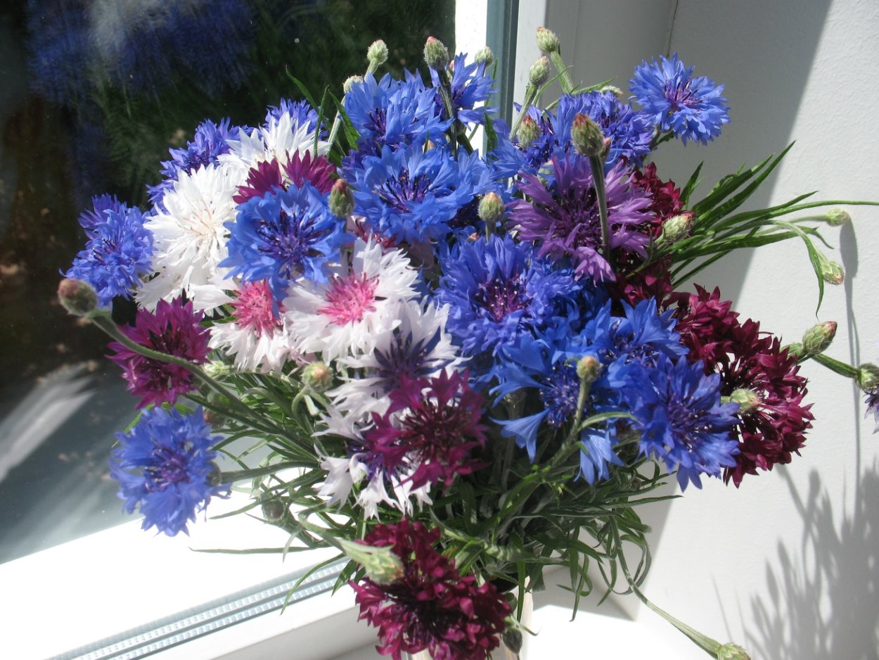 Левитан васильки