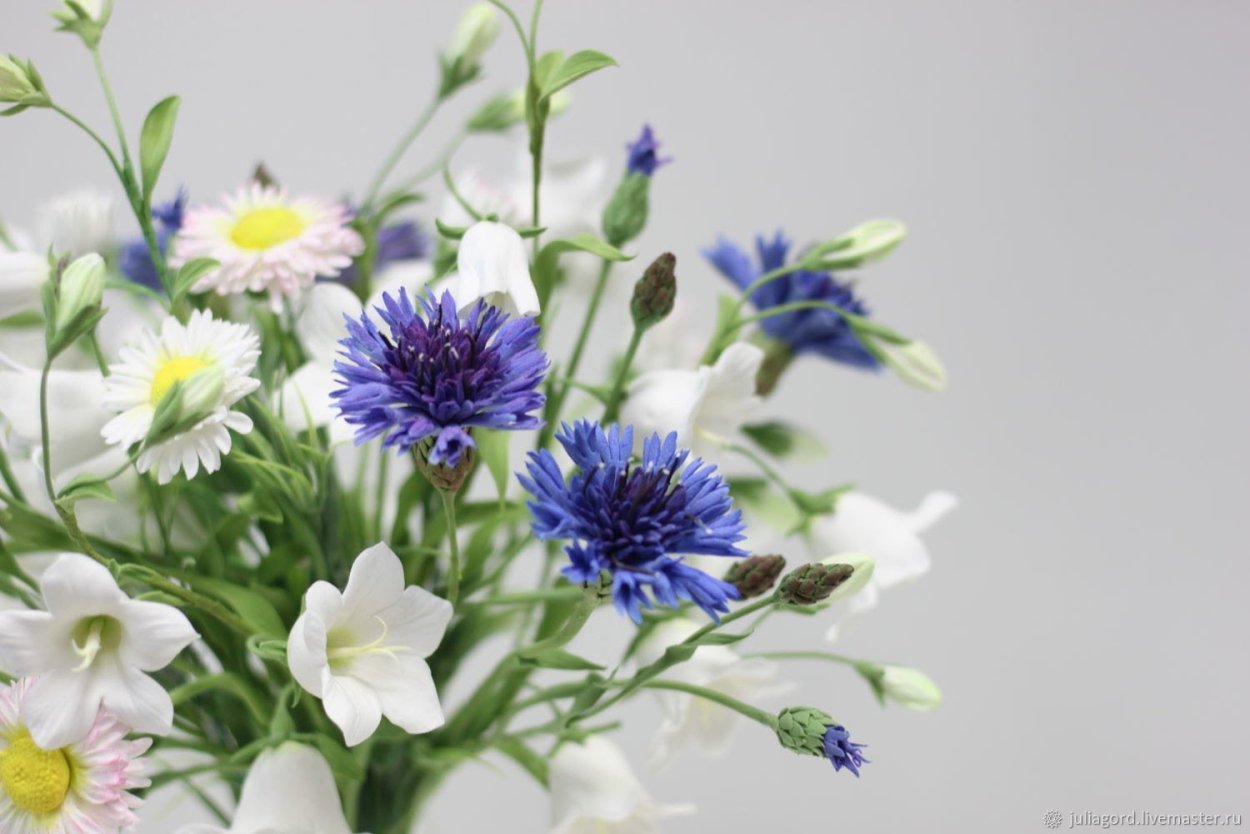 Василёк синий