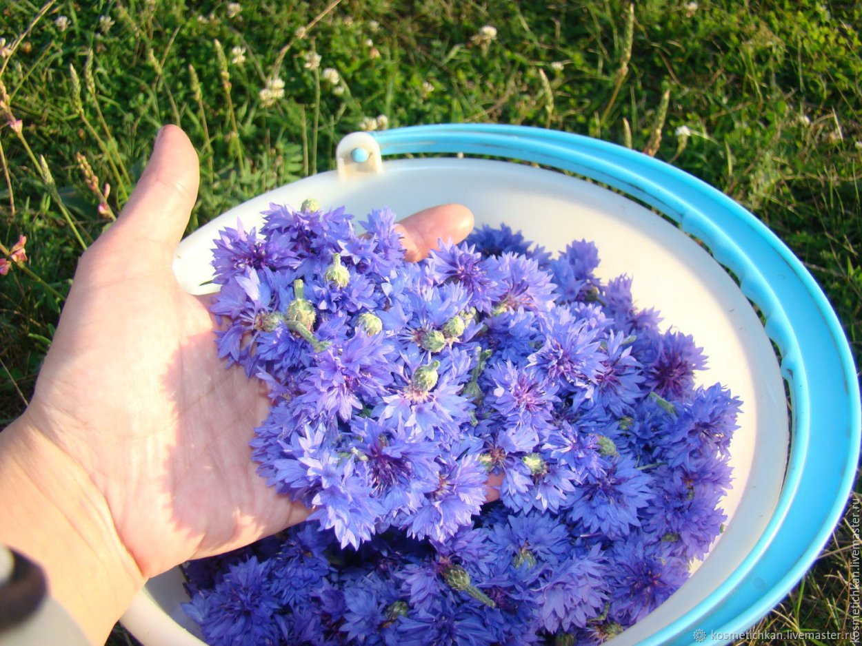 Букет цветов Васильков