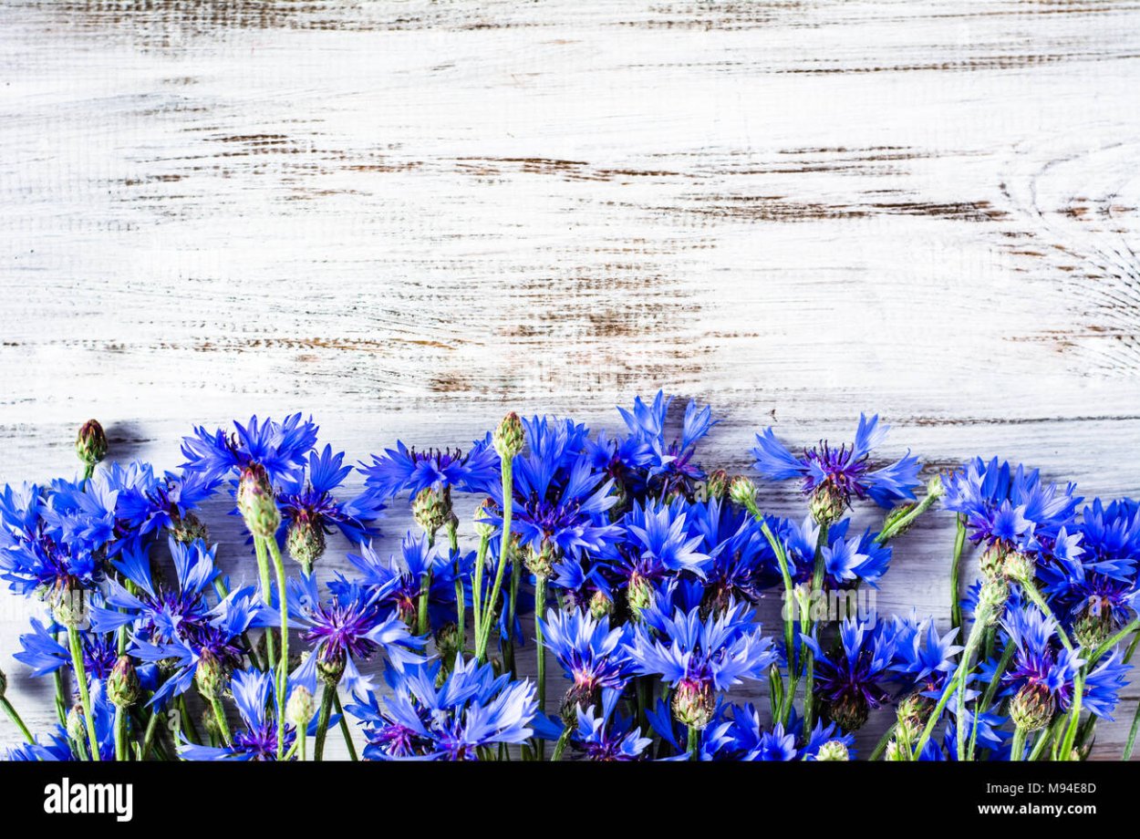 Василек махровый цветок