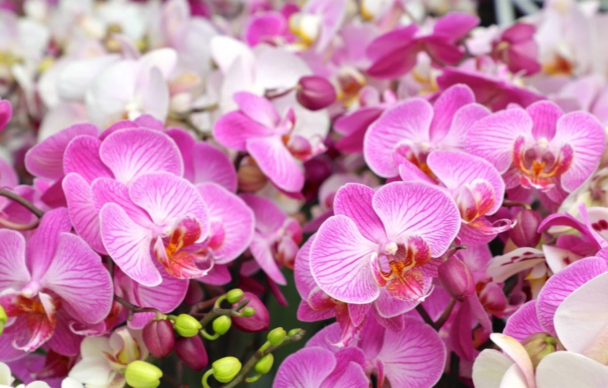 Орхидея Phalaenopsis Mosaic