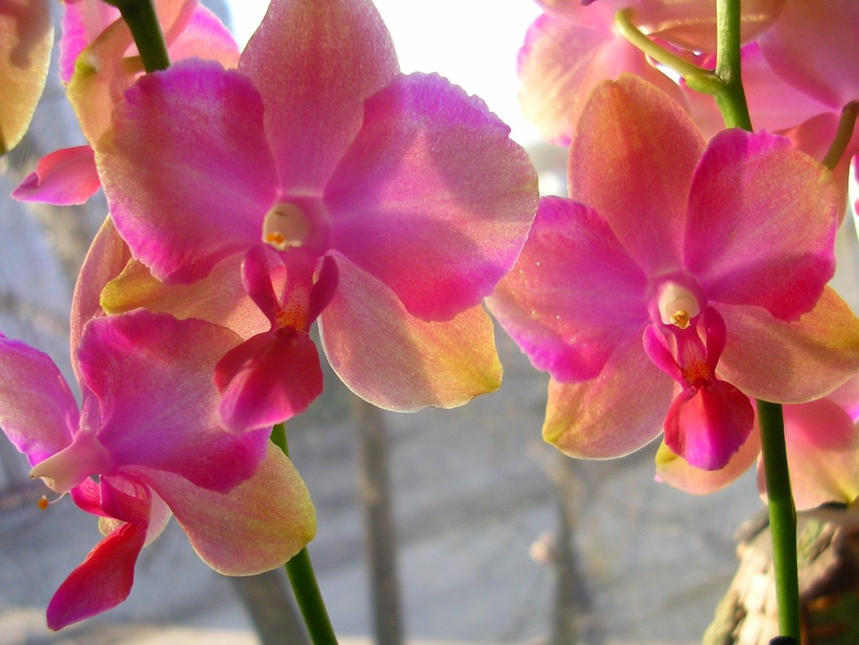 Фаленопсис pulcherrima Pink