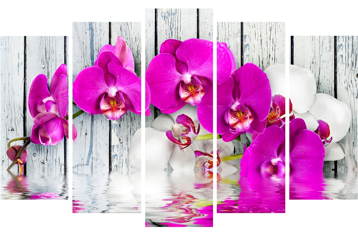 Орхидея Сакура