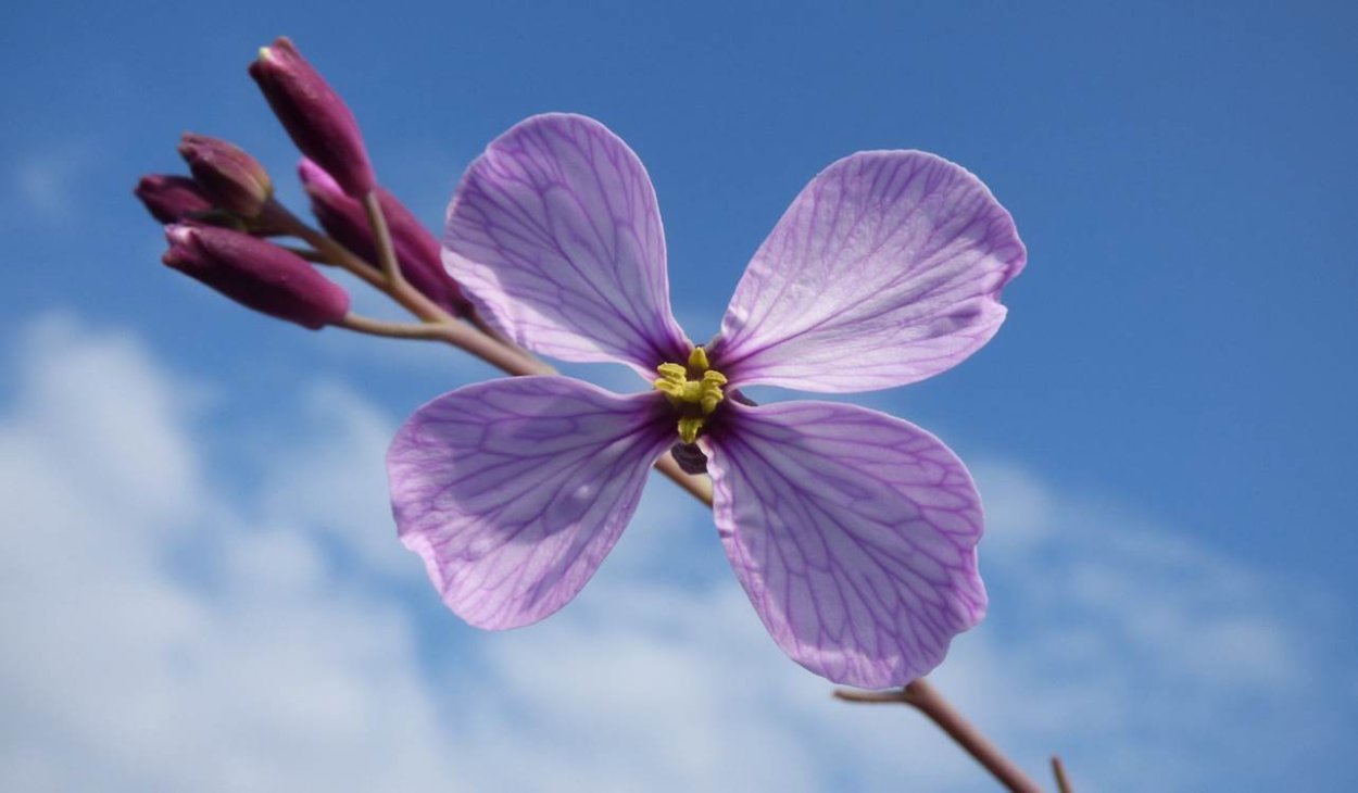 Цветок с 4 лепестками