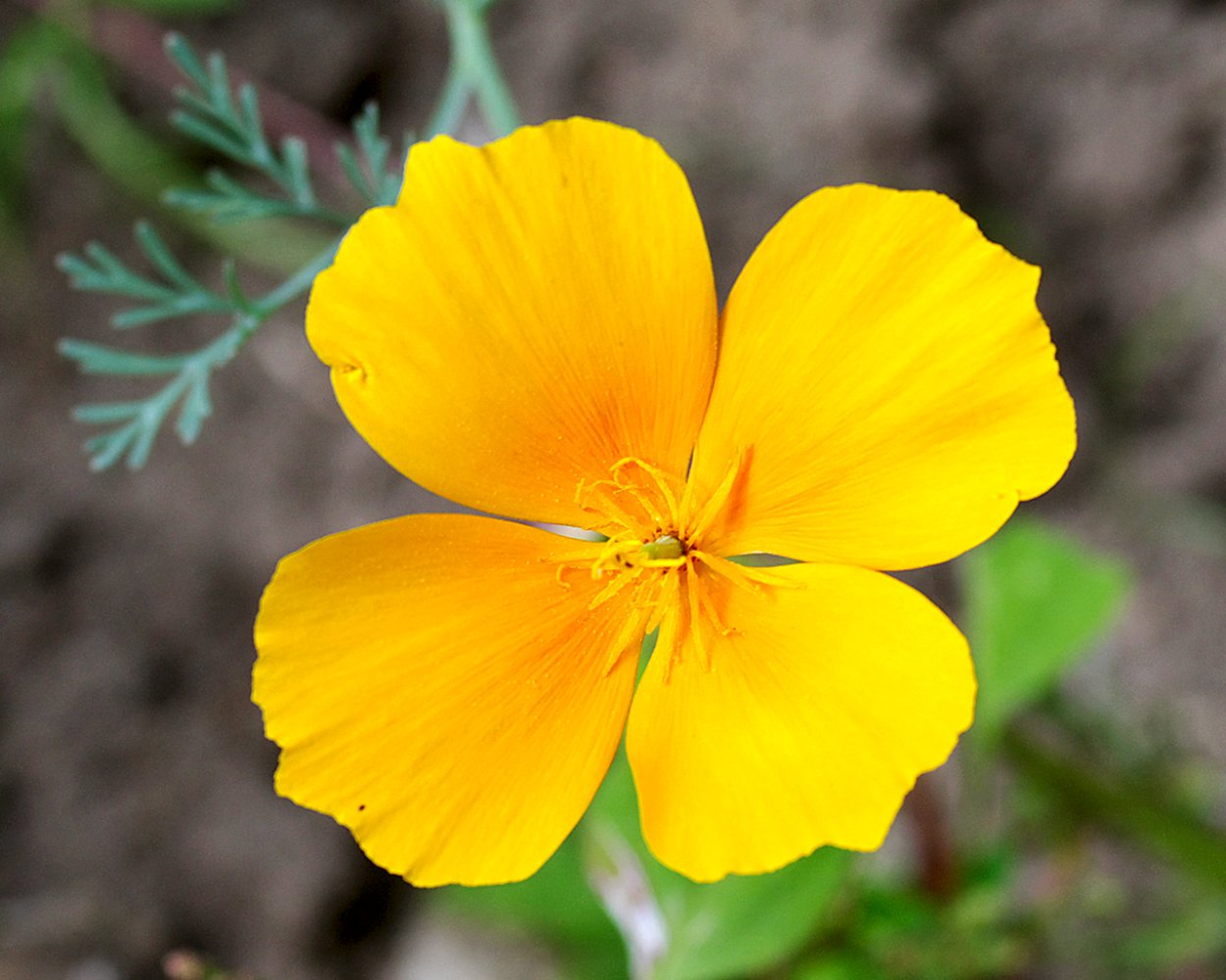 Четырёхлистный Клевер символ удачи