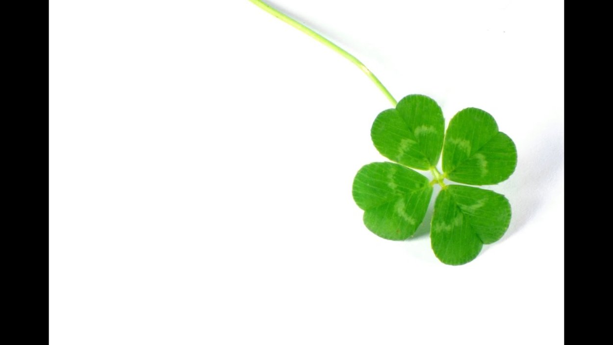 Клевер на белом фоне