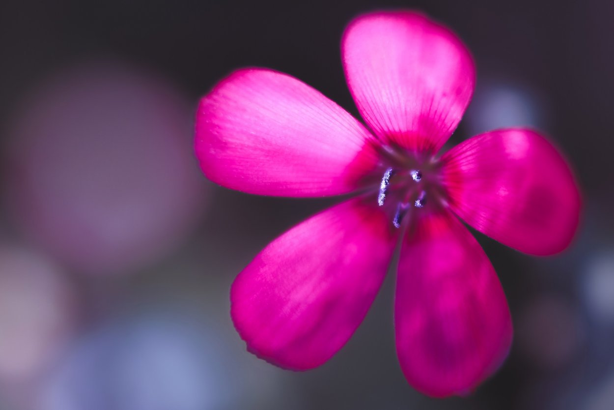 Цветок с 6 лепестками в природе