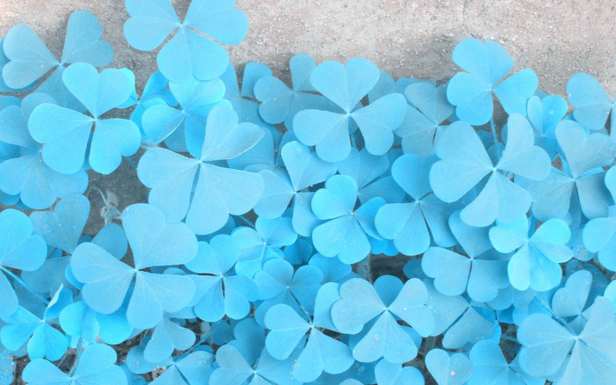 Цветок с 5 лепестками вектор