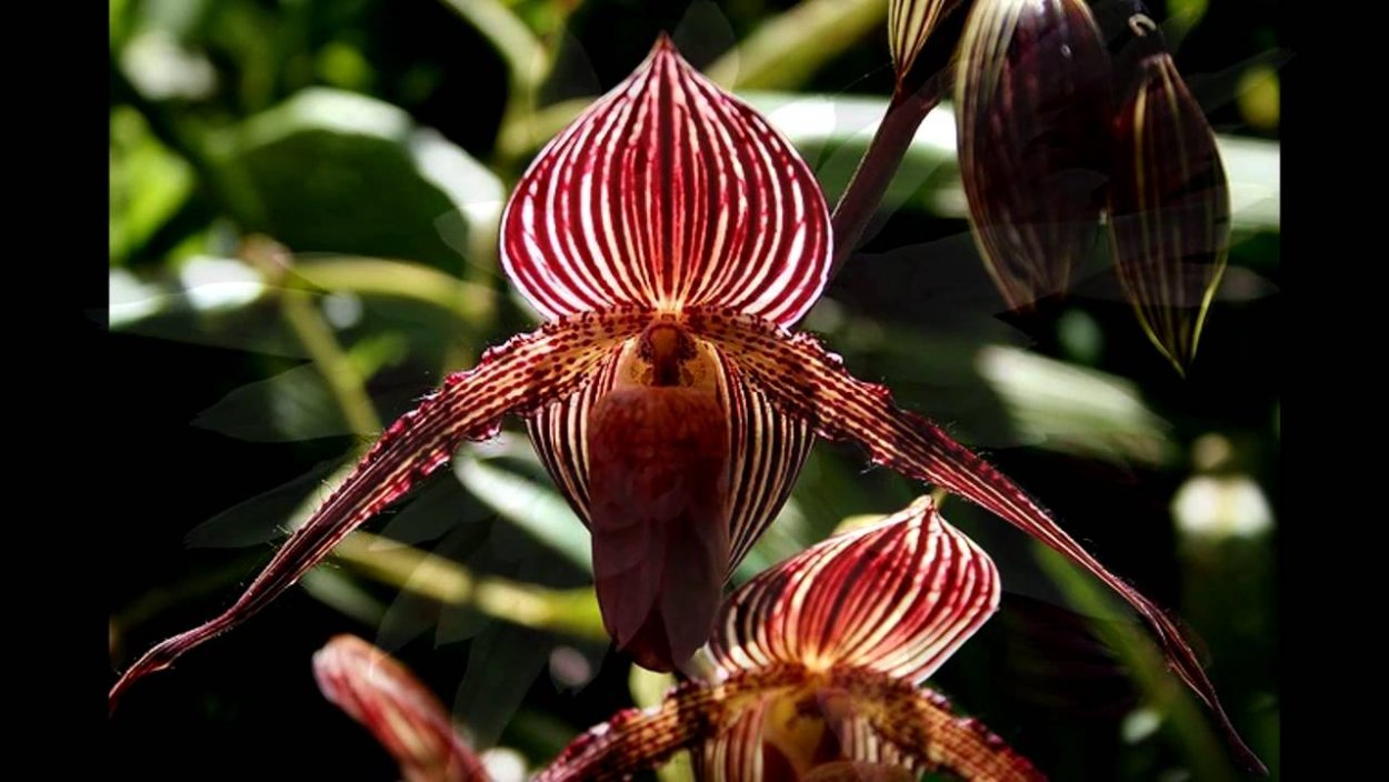 Thysanotus multiflorus