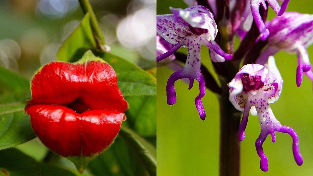 Цветы красивые необычные