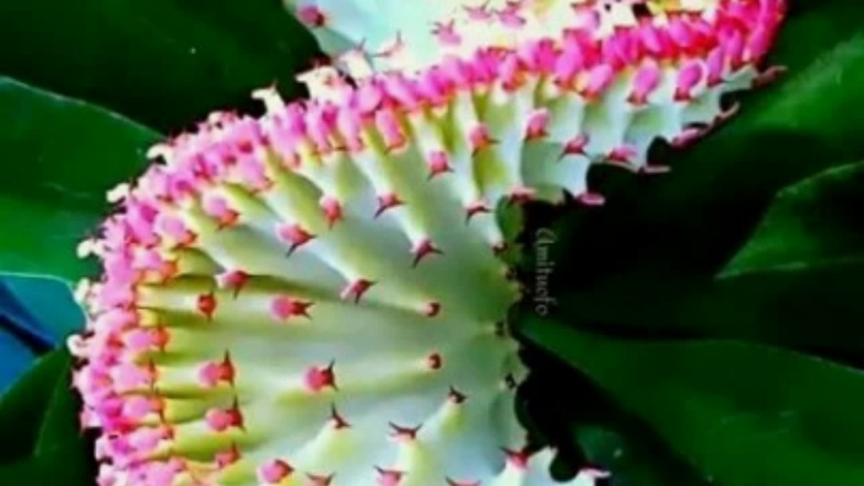 Красивые цветы