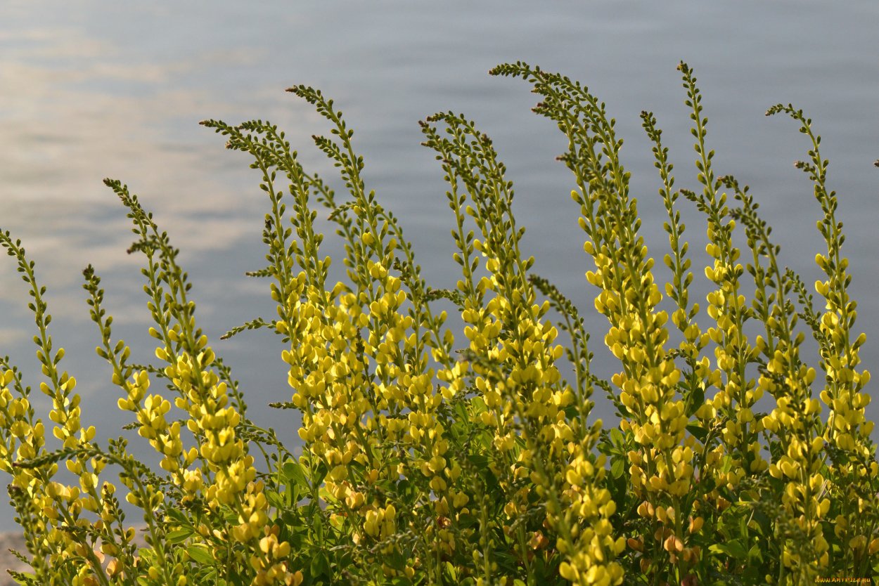 Витекс жёлтый полевой