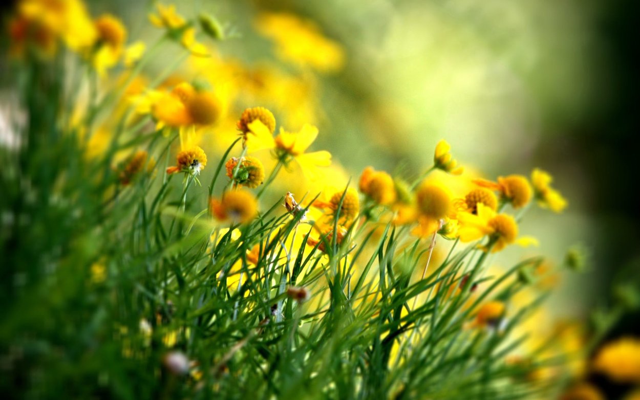 Красивые жёлтые цветы полевые