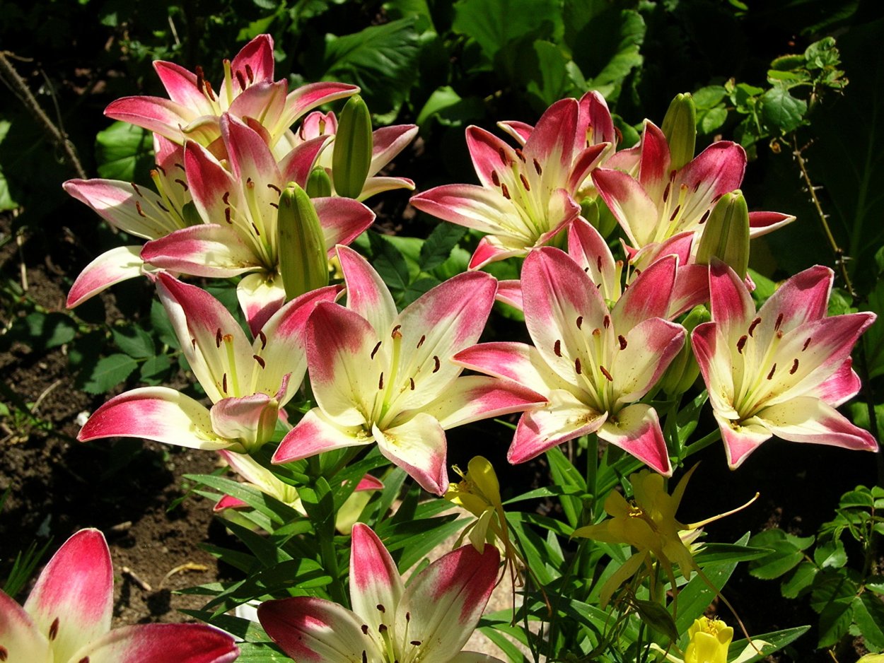 Лилии цветы садовые многолетние сорта фото
