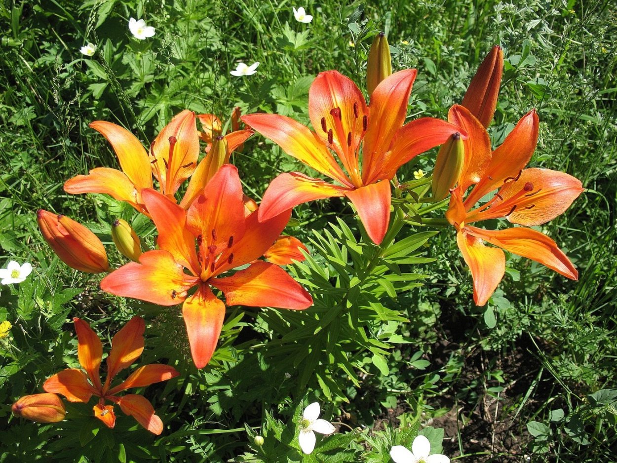 Луковичные многолетники Лилия