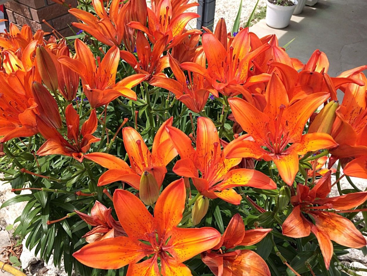 Лилии и лилейники на одной клумбе