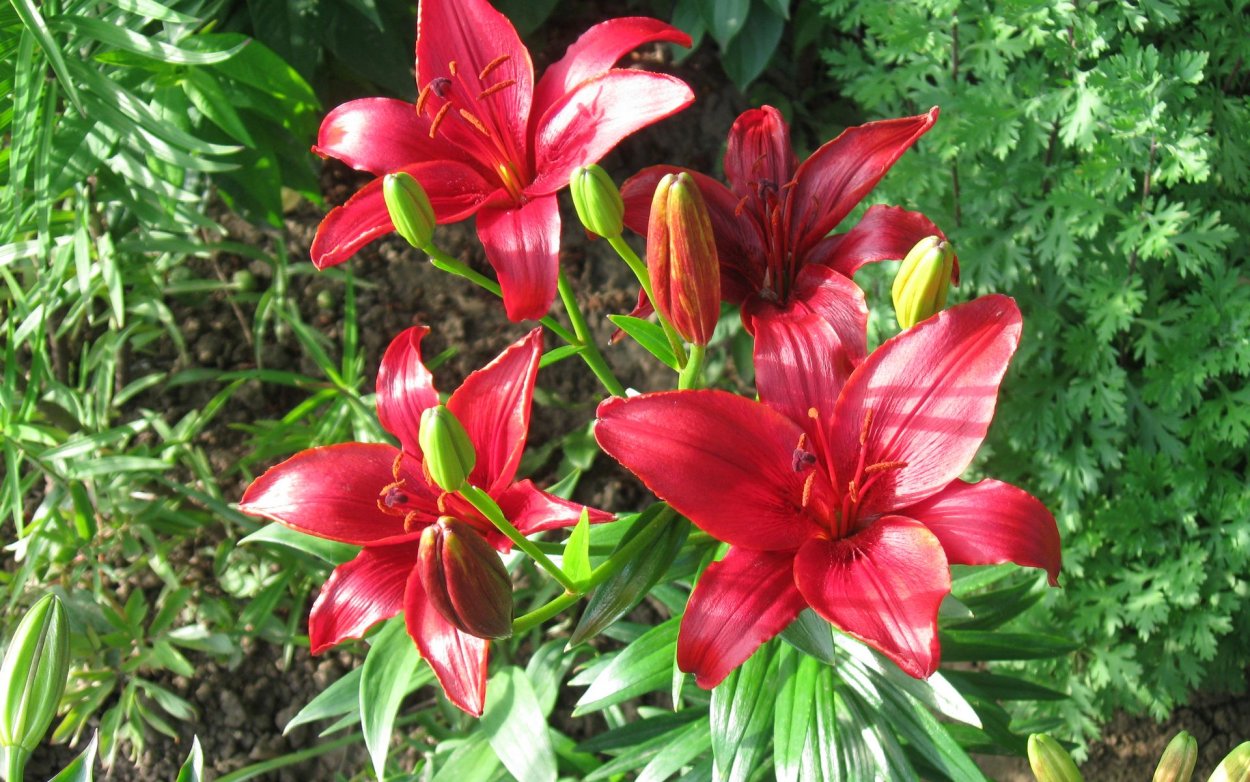 Лилия эухарис