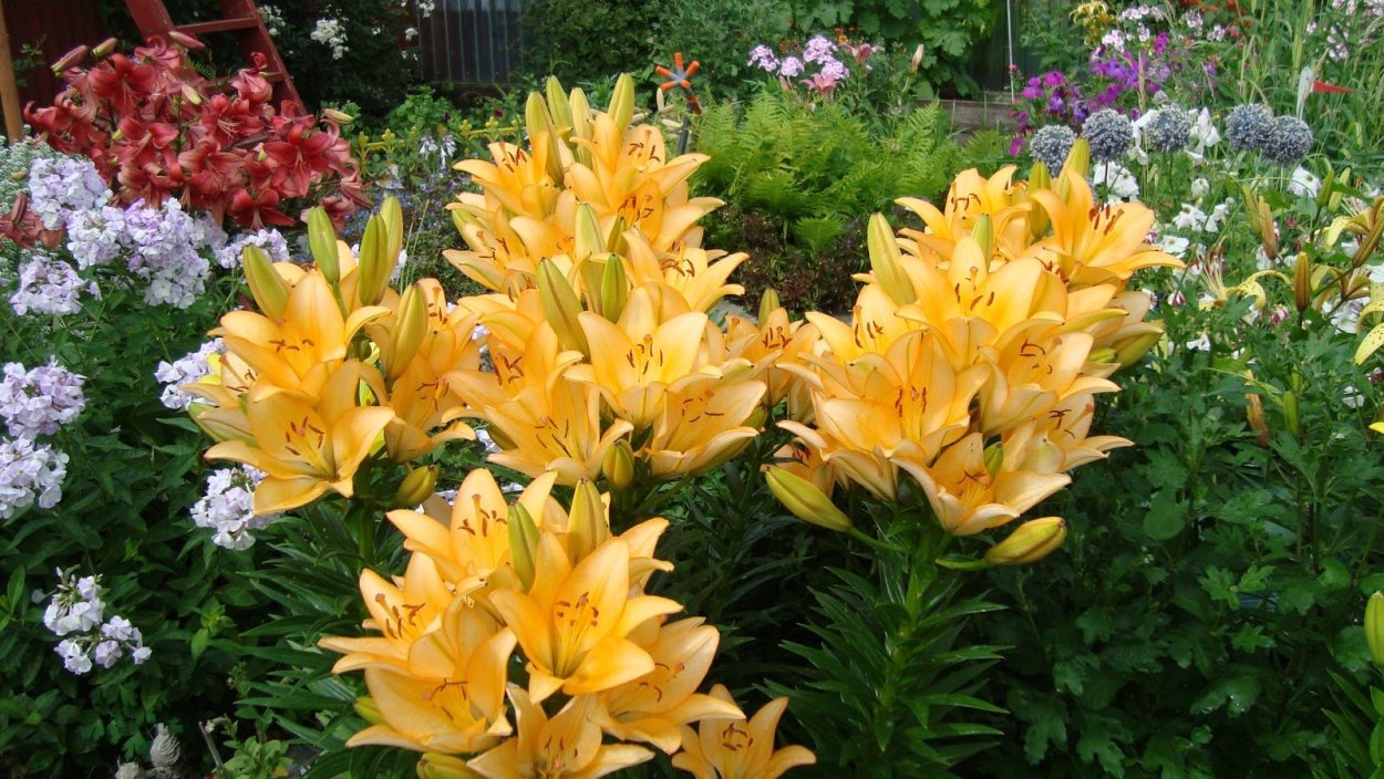 Лилия Королевская белая