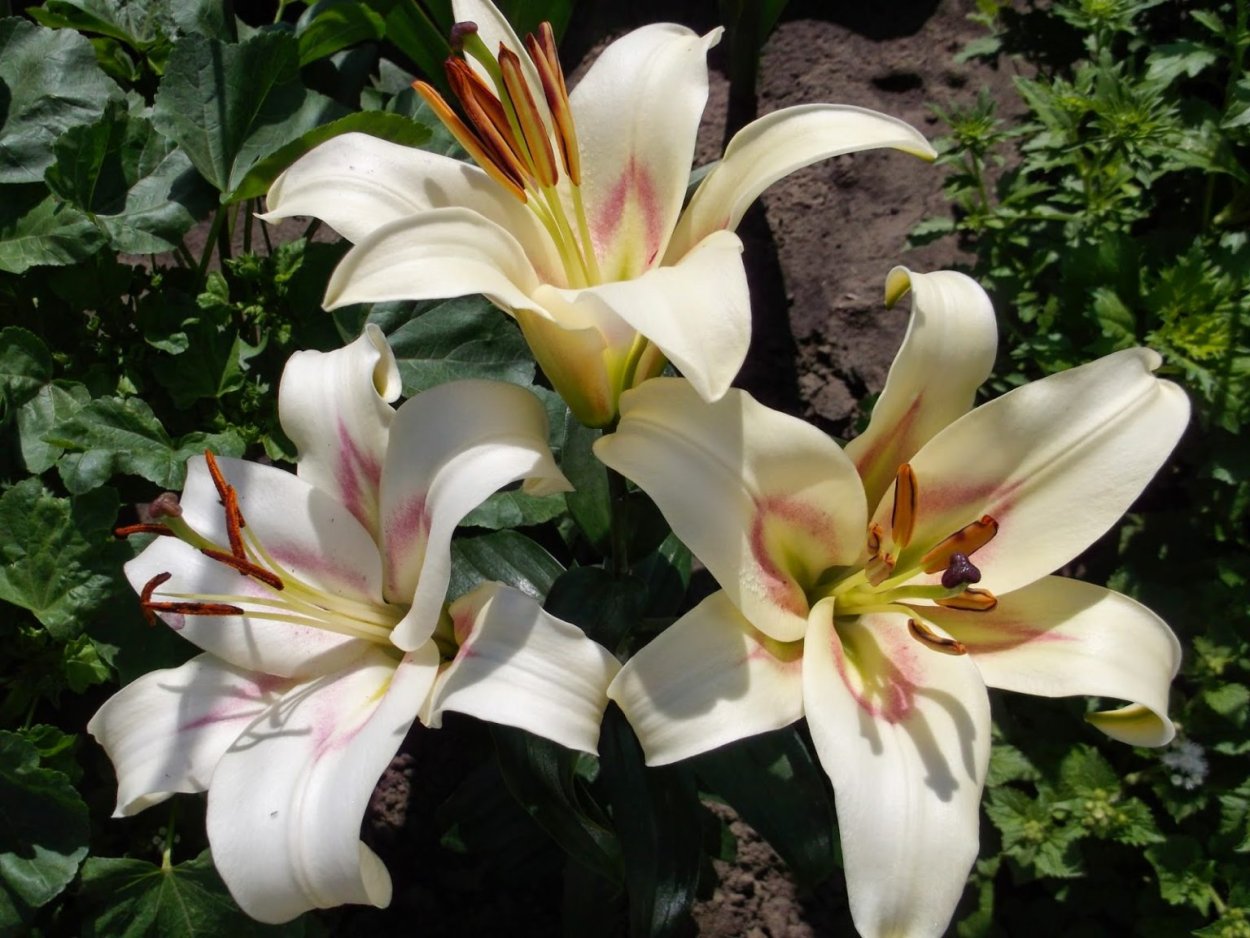 Лилия Эмпресс