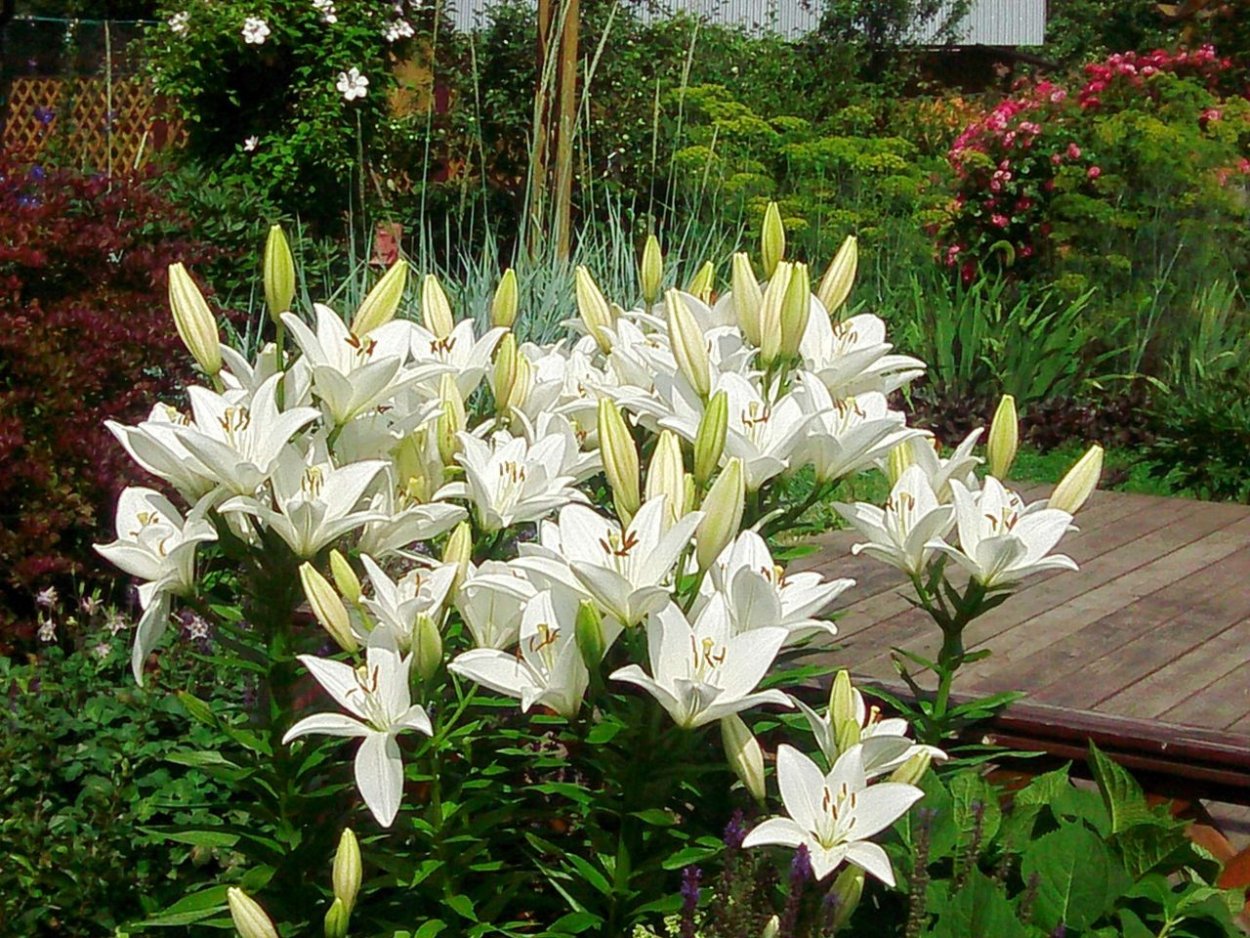 Лилейное растение Лилия