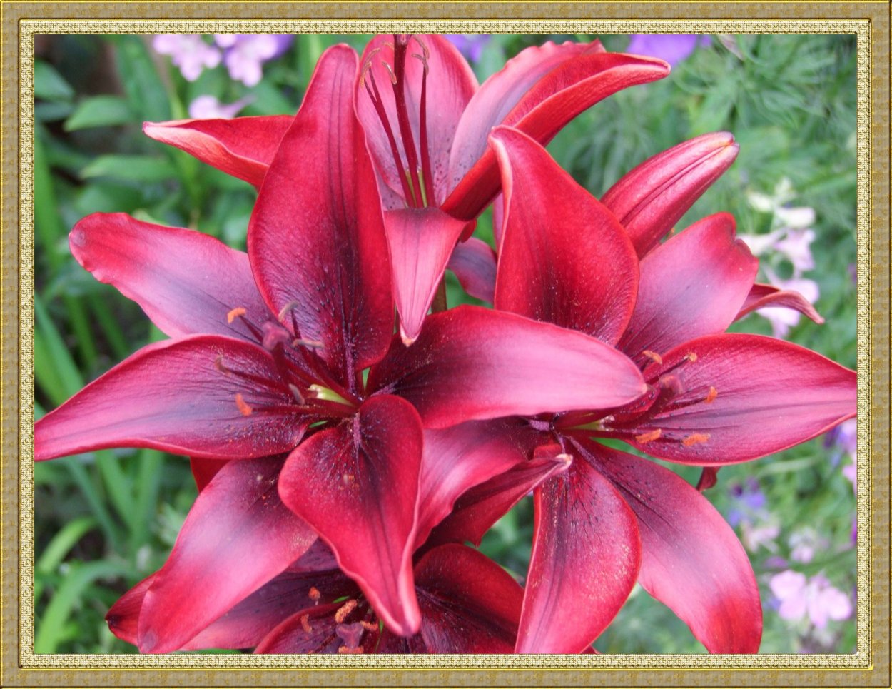 Лилия сорт Пикассо