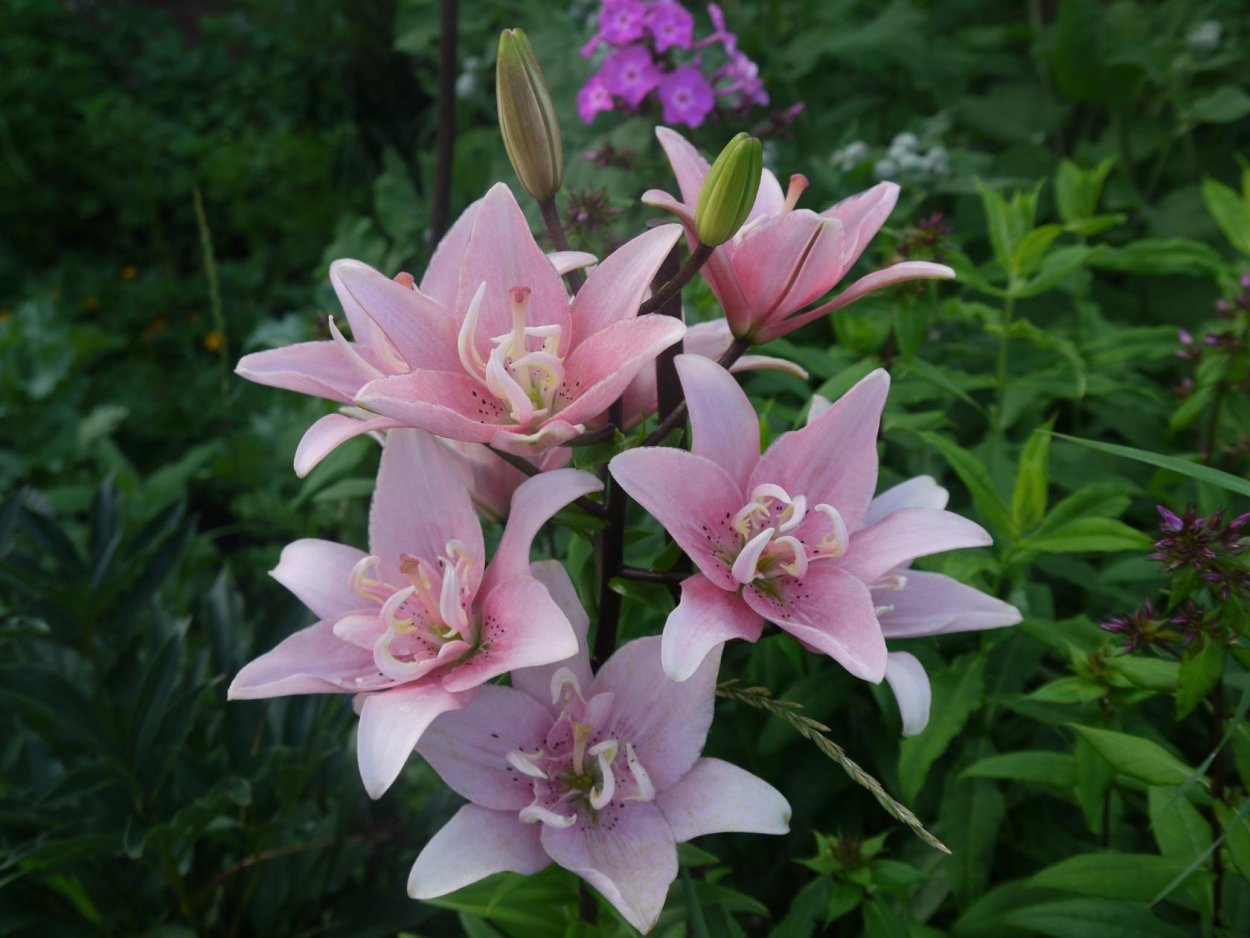 Лилия Силла